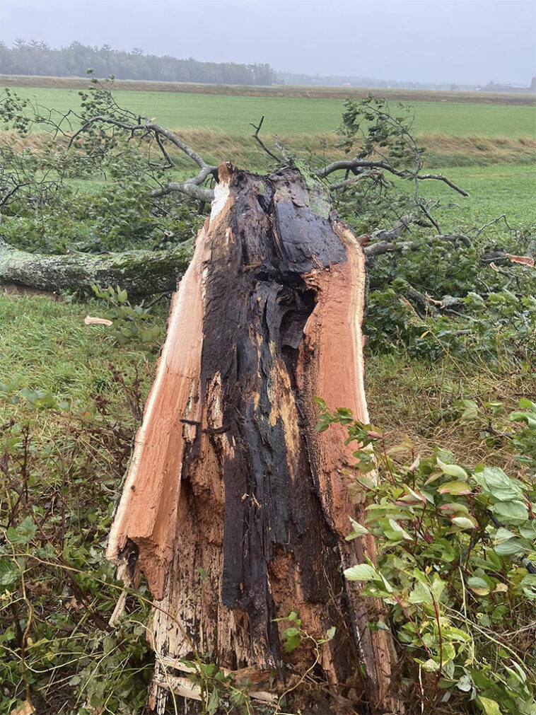 nova-scotia-s-most-famous-tree-the-shubenacadie-tree-was-a-victim-of